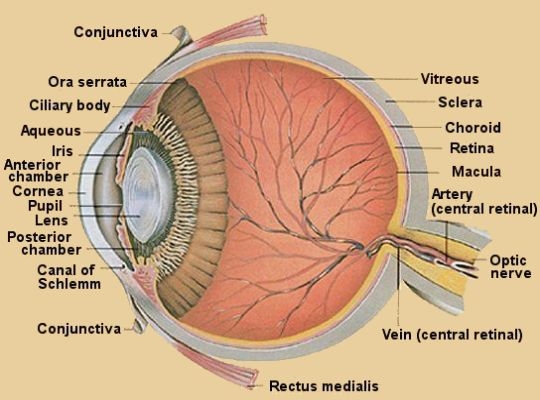 eye diagram fovea. The diagram of the eye above